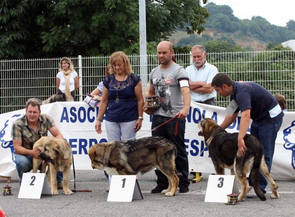 Anka de Villapedre: MB 2, Bruma de Filandón: MB 1, Julie Aldeburriaga: MB 3 - Puppy Class Females - Pola de Siero 16.07.2011


Keywords: 2011