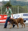 Filename=IMG_2200-cachorro-hembras.jpg
Filesize=154KiB
Dimensions=1082x1200
Date added=%758 %17, %2011 IMG_2200-cachorro-hembras.jpg