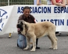 Filename=IMG_2203-cachorro-hembras.jpg
Filesize=136KiB
Dimensions=1200x954
Date added=%758 %17, %2011 IMG_2203-cachorro-hembras.jpg
