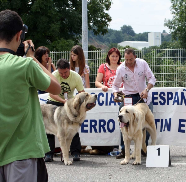 Molinero de Hazas de Cesto: EXC 2, Clavijo de los Montes Pravianos: EXC 1 - Ring Young Class Males - Pola de Siero 16.07.2011 
Keywords: 2011