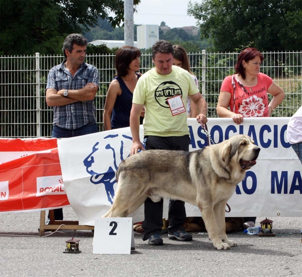 Molinero de Hazas de Cesto: EXC 2 - Ring Young Class Males - Pola de Siero 16.07.2011 
Keywords: 2011