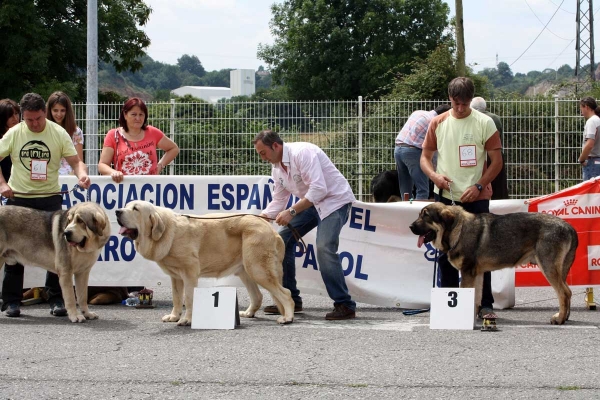 Molinero de Hazas de Cesto: EXC 2, Clavijo de los Montes Pravianos: EXC 1, Iker de Babia: EXC 3 - Ring Young Class Males - Pola de Siero 16.07.2011 
Keywords: 2011