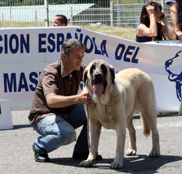 Abril de Bao la Madera EXC. 3 - Young Class Females - Pola de Siero 16.07.2011 
Keywords: 2011 baolamadera