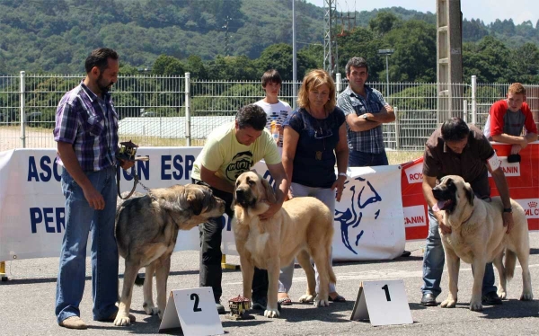 Saya de Reciecho: EXC 2, Bohemia de Hazas de Cesto: EXC 1, Abril de Bao la Madera: EXC 3 - Ring Young Class Females - Pola de Siero 16.07.2011 
Keywords: 2011