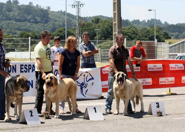 Saya de Reciecho: EXC 2, Bohemia de Hazas de Cesto: EXC 1, Abril de Bao la Madera: EXC 3 - Ring Young Class Females - Pola de Siero 16.07.2011 
Keywords: 2011