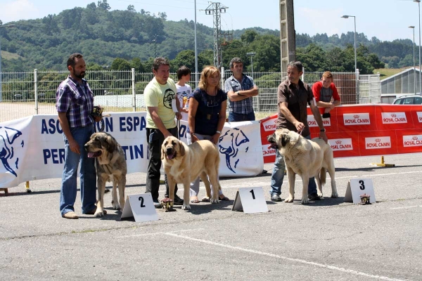 Saya de Reciecho: EXC 2, Bohemia de Hazas de Cesto: EXC 1, Abril de Bao la Madera: EXC 3 - Ring Young Class Females - Pola de Siero 16.07.2011 

 
Keywords: 2011