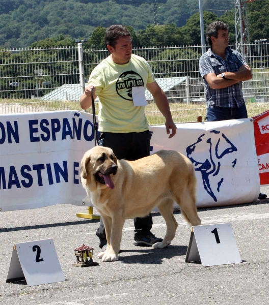 Bohemia de Hazas de Cesto: EXC 1 - Ring Young Class Females - Pola de Siero 16.07.2011 
Keywords: 2011