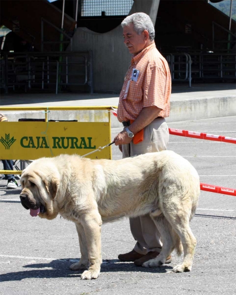 Cueto de Tierra de Órbigo: EXC 2 - Intermediate Class Males - Pola de Siero 16.07.2011
Keywords: 2011 tierraorbigo