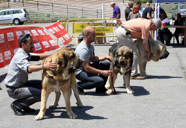 Intermediate Class Males - Pola de Siero 16.07.2011
Keywords: 2011