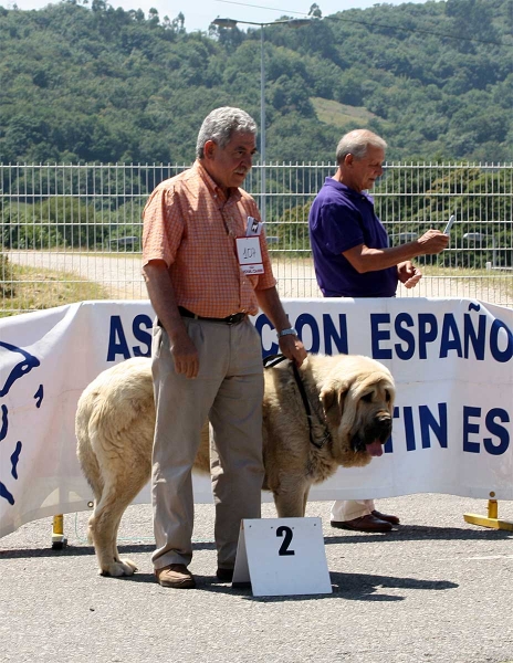 Cueto de Tierra de Órbigo: EXC 2 - Ring Intermediate Class Males - Pola de Siero 16.07.2011
Keywords: 2011 tierraorbigo