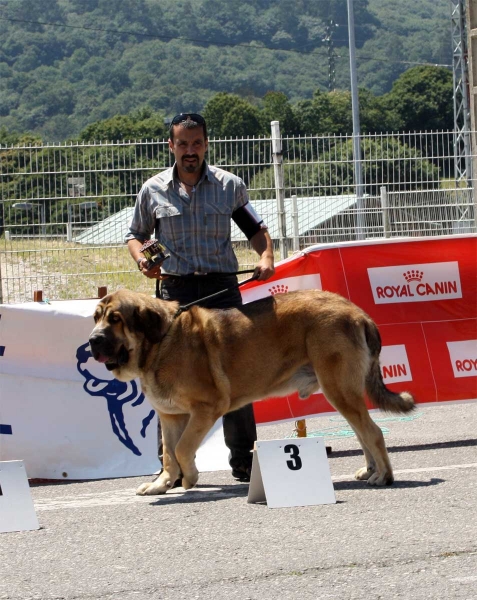 Alpino de Fonte Xunquera: EXC 3 -  Intermediate Class Males - Pola de Siero 16.07.2011
Keywords: 2011