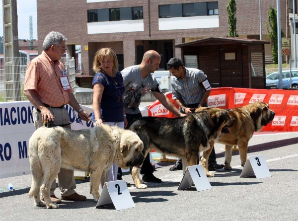 Cueto de Tierra de Órbigo: EXC 2, Tango de Filandón: EXC 1, Alpino de Fonte Xunquera: EXC 3 - Intermediate Class Males - Pola de Siero 16.07.2011
Keywords: 2011