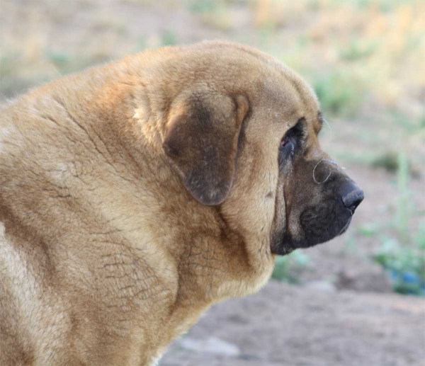 Montero del Sheriff de la Devesa, Tsaciana - september 2012
Keywords: head portrait cabeza tsaciana