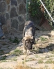 Filename=IMG-5672.jpg
Filesize=151KiB
Dimensions=941x1200
Date added=%779 %05, %2012 IMG-5672.jpg