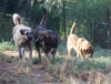 Filename=IMG-5709.jpg
Filesize=122KiB
Dimensions=1200x913
Date added=%779 %05, %2012 IMG-5709.jpg