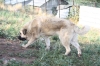 Filename=IMG-5712.jpg
Filesize=113KiB
Dimensions=1200x800
Date added=%779 %05, %2012 IMG-5712.jpg