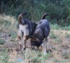 Filename=IMG-5726.jpg
Filesize=109KiB
Dimensions=1200x1074
Date added=%779 %05, %2012 IMG-5726.jpg