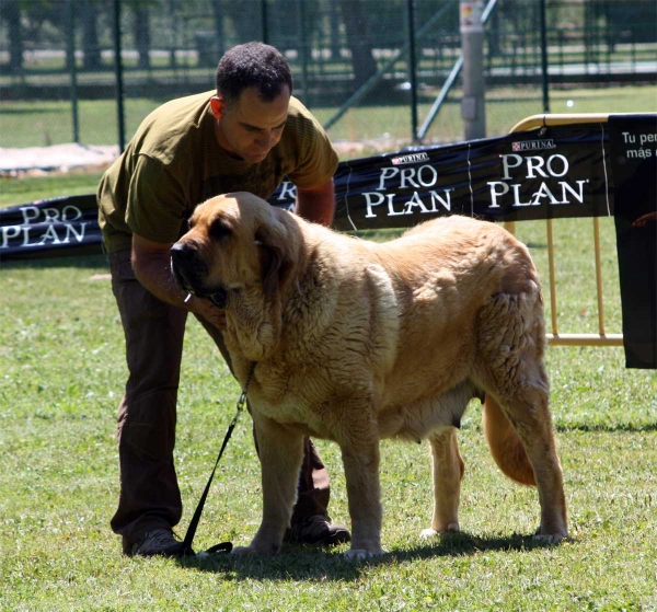 Bimba de Tierra de Órbigo: EXC 1 - Open Class Females - Veguellina de Órbigo 23.07.2011
Keywords: 2011 tierraorbigo