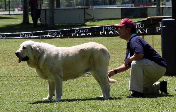 Torquemada de Fuente Mimbre: EXC 3 - Open Class Females - Veguellina de Órbigo 23.07.2011
Keywords: 2011 fuentemimbre