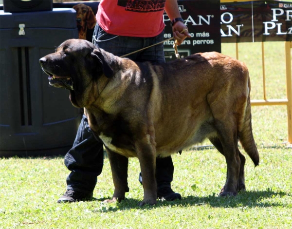 Señorita de Autocan: EXC 4 - Open Class Females - Veguellina de Órbigo 23.07.2011
Keywords: 2011 autocan