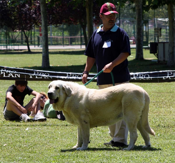 Torquemada de Fuente Mimbre: EXC 3 - Open Class Females - Veguellina de Órbigo 23.07.2011
Keywords: 2011 fuentemimbre