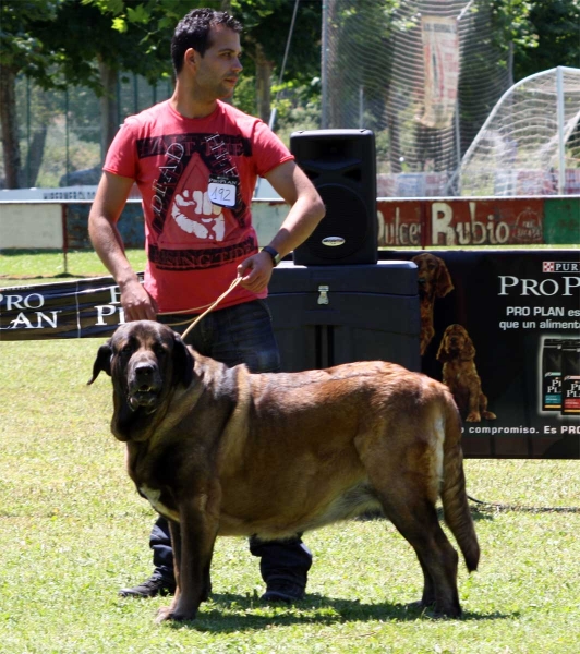 Señorita de Autocan: EXC 4 - Open Class Females - Veguellina de Órbigo 23.07.2011
Keywords: 2011 autocan