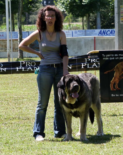 Agate de Tierra de Órbigo: EXC 5 - Open Class Females - Veguellina de Órbigo 23.07.2011
Keywords: 2011 tierraorbigo