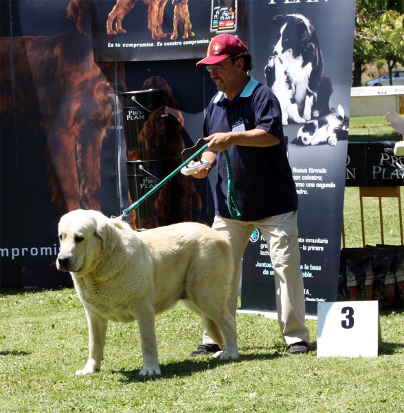 Torquemada de Fuente Mimbre: EXC 3 - Open Class Females - Veguellina de Órbigo 23.07.2011
Keywords: 2011 fuentemimbre