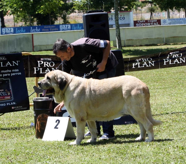 Haya de Bao la Madera: EXC 2 - Open Class Females - Veguellina de Órbigo 23.07.2011
Keywords: 2011 baolamadera