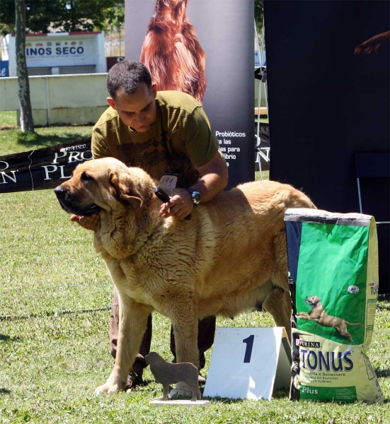 Bimba de Tierra de Órbigo: EXC 1 - Ring Best Female - Veguellina de Órbigo 23.07.2011
Keywords: 2011 tierraorbigo