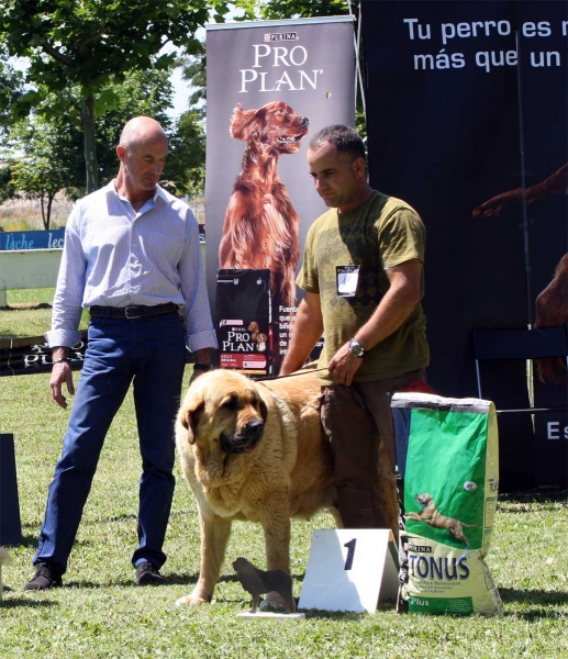 Bimba de Tierra de Órbigo: EXC 1 - Open Class Females - Veguellina de Órbigo 23.07.2011
Keywords: 2011 tierraorbigo