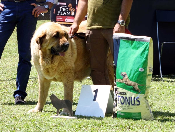 Bimba de Tierra de Órbigo: EXC 1 - Open Class Females - Veguellina de Órbigo 23.07.2011
Keywords: 2011 tierraorbigo