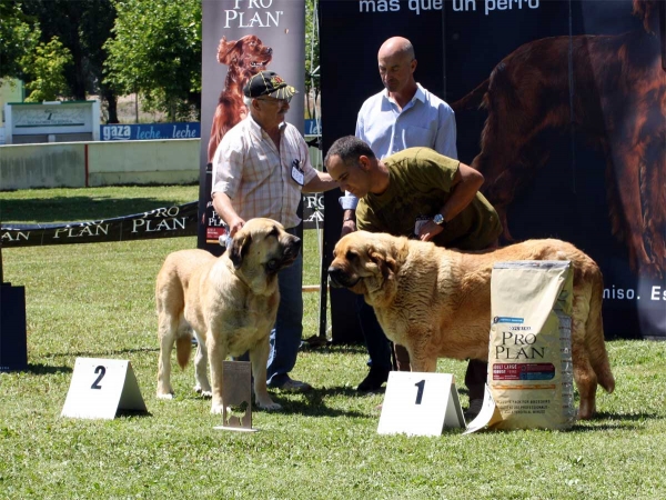 Bimba de Autocan: EXC 2, Bimba de Tierra de Órbigo: EXC 1 - Ring Best Female - Veguellina de Órbigo 23.07.2011
Keywords: 2011