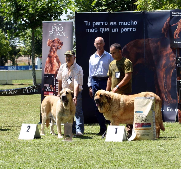 Bimba de Autocan: EXC 2, Bimba de Tierra de Órbigo: EXC 1 - Ring Best Female - Veguellina de Órbigo 23.07.2011
Keywords: 2011