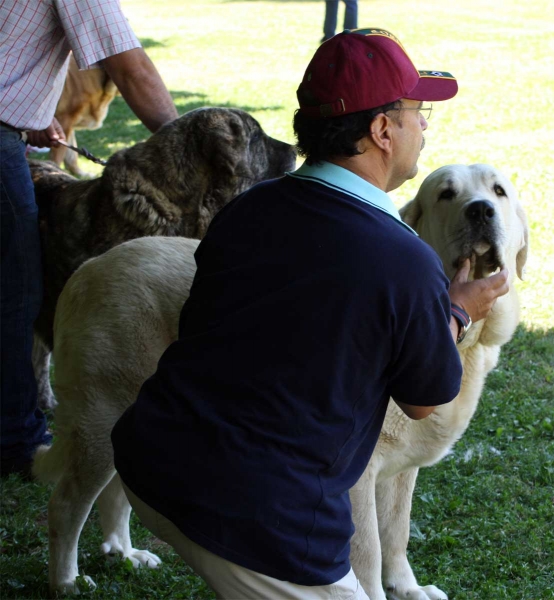 Torquemada de Fuente Mimbre: EXC 3 - Open Class Females - Veguellina de Órbigo 23.07.2011
Keywords: 2011 fuentemimbre