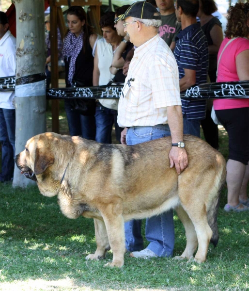 Chiqui: EXC - Open Class Females - Veguellina de Órbigo 23.07.2011
Keywords: 2011 autocan