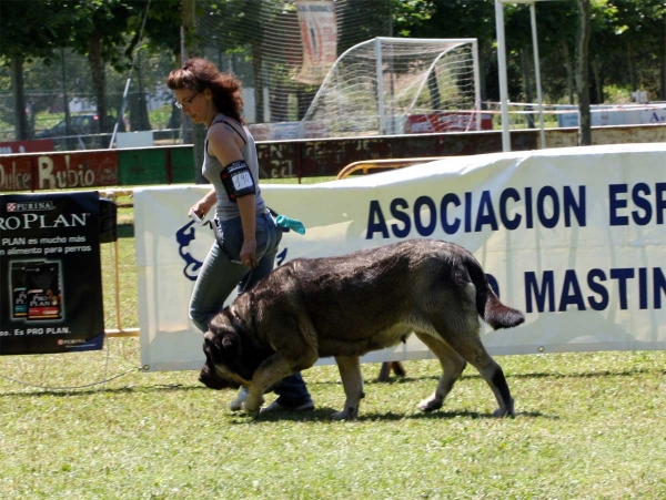 Agate de Tierra de Órbigo: EXC 5 - Open Class Females - Veguellina de Órbigo 23.07.2011
Keywords: 2011 tierraorbigo