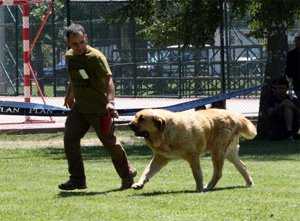 Bimba de Tierro de Órbigo: EXC 1 - Open Class Females - Veguellina de Órbigo 23.07.2011
Keywords: 2011 tierraorbigo