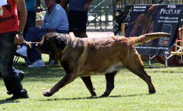 Señorita de Autocan: EXC 4 - Open Class Females - Veguellina de Órbigo 23.07.2011
Keywords: 2011 autocan