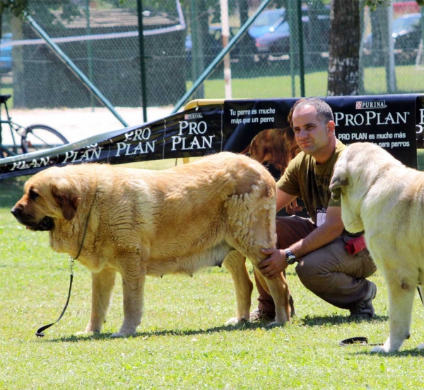 Bimba de Tierro de Órbigo: EXC 1 - Open Class Females - Veguellina de Órbigo 23.07.2011
Keywords: 2011