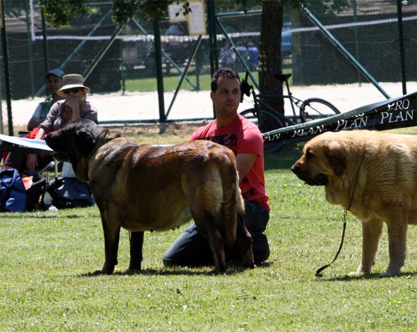 Señorita de Autocan: EXC 4, Bimba de Tierro de Órbigo: EXC 1 - Open Class Females - Veguellina de Órbigo 23.07.2011
Keywords: 2011