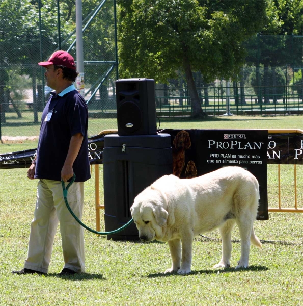 Torquemada de Fuente Mimbre: EXC 3 - Open Class Females - Veguellina de Órbigo 23.07.2011
Keywords: 2011 fuentemimbre