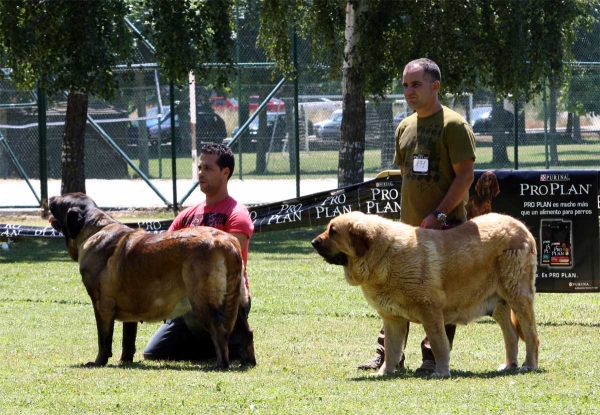 Señorita de Autocan: EXC 4, Bimba de Tierro de Órbigo: EXC 1 - Open Class Females - Veguellina de Órbigo 23.07.2011
Keywords: 2011