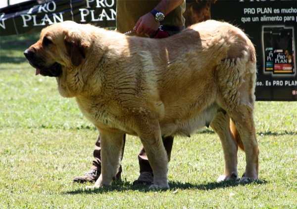 Bimba de Tierro de Órbigo: EXC 1 - Open Class Females - Veguellina de Órbigo 23.07.2011
Keywords: 2011 tierraorbigo