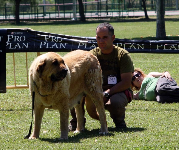 Bimba de Tierro de Órbigo: EXC 1 - Open Class Females - Veguellina de Órbigo 23.07.2011
Keywords: 2011 tierraorbigo