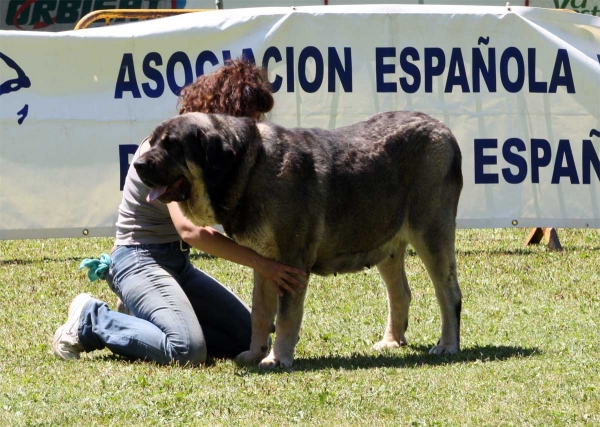 Agate de Tierra de Órbigo: EXC 5 - Open Class Females - Veguellina de Órbigo 23.07.2011
Keywords: 2011