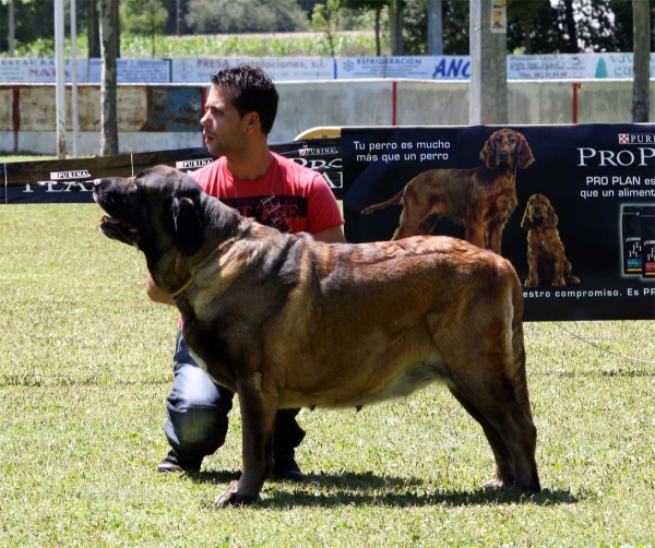 Señorita de Autocan: EXC 4 - Open Class Females - Veguellina de Órbigo 23.07.2011
Keywords: 2011 autocan