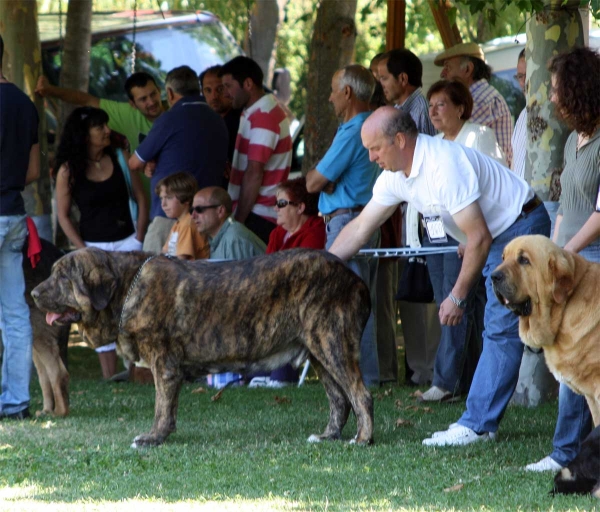 Open Class Males - Veguellina de Órbigo 23.07.2011
Keywords: 2011