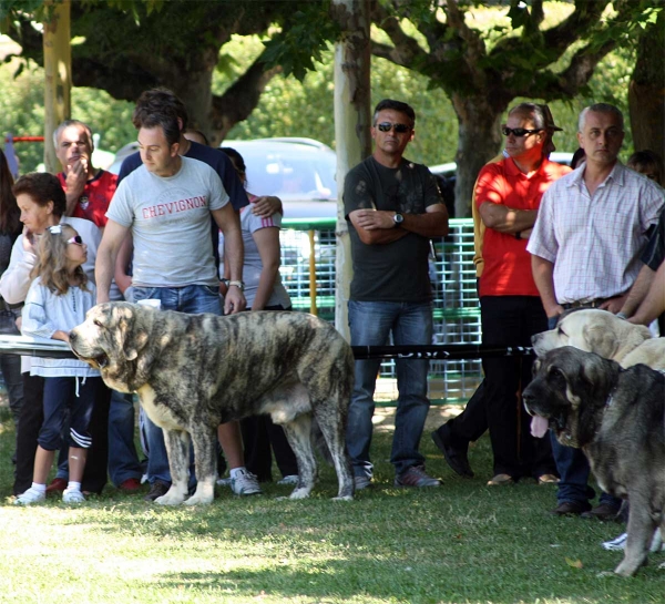 Open Class Males - Veguellina de Órbigo 23.07.2011
Keywords: 2011