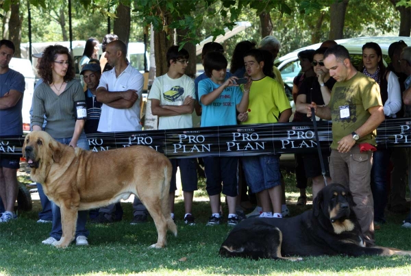 Open Class Males - Veguellina de Órbigo 23.07.2011
Keywords: 2011 tierraorbigo